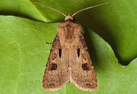 Attēlu rezultāti vaicājumam “Agrotis exclamationis”