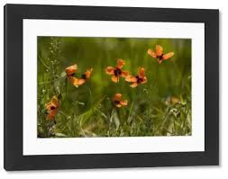 Attēlu rezultāti vaicājumam “Papaver argemone flower”