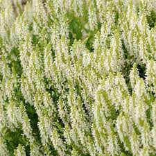 Attēlu rezultāti vaicājumam “Salvia nemorosa fruit”