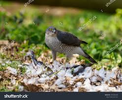Attēlu rezultāti vaicājumam “Accipiter nisus female”
