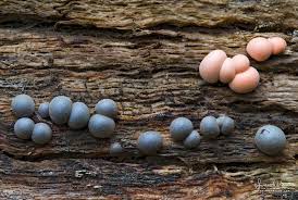 Attēlu rezultāti vaicājumam “Lycogala cf. oleocrystalliferum spores”