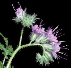 Attēlu rezultāti vaicājumam “Phacelia tanacetifolia”