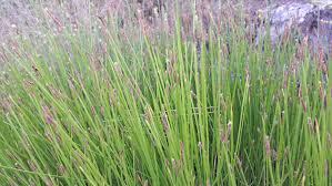 Attēlu rezultāti vaicājumam “Eleocharis palustris flower”
