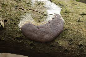 Attēlu rezultāti vaicājumam “Dictydiaethalium plumbeum”