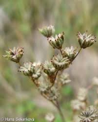 Attēlu rezultāti vaicājumam “Filipendula vulgaris fruit”