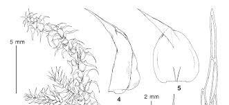Attēlu rezultāti vaicājumam “Rhytidiadelphus subpinnatus sporophyte”