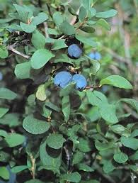 Attēlu rezultāti vaicājumam “Vaccinium uliginosum”