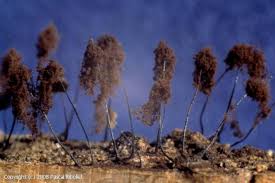 Attēlu rezultāti vaicājumam “Comatricha alta spores”