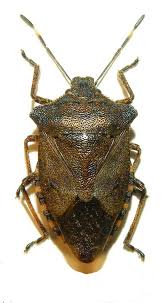 Attēlu rezultāti vaicājumam “Troilus luridus”