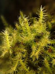 Attēlu rezultāti vaicājumam “Campylium protensum”