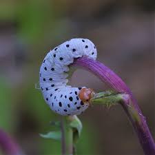 Attēlu rezultāti vaicājumam “Tenthredo scrophulariae larva”