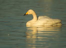 Image result for South Yorkshire Swans