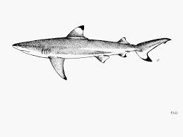 Image result for Carcharhinus melanopterus
