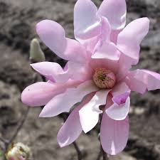 Attēlu rezultāti vaicājumam “Magnolia x loebneri flower”