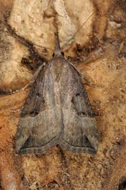 Attēlu rezultāti vaicājumam “Hypena rostralis”