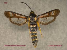 Attēlu rezultāti vaicājumam “Sesiidae”