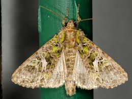 Attēlu rezultāti vaicājumam “Trachea atriplicis”