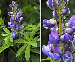 Image result for Lupinus polyphyllus Lindl.