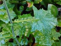 Attēlu rezultāti vaicājumam “Mycelis muralis leaf”