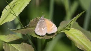 Attēlu rezultāti vaicājumam “Coenonympha tullia underside”