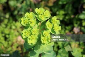 Attēlu rezultāti vaicājumam “Euphorbia helioscopia leaf”