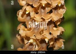 Attēlu rezultāti vaicājumam “Neottia nidus-avis fruit”