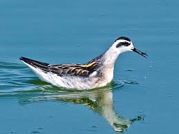 Attēlu rezultāti vaicājumam “Phalaropus lobatus”