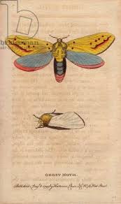 Attēlu rezultāti vaicājumam “Hepialus humuli male”