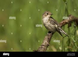 Attēlu rezultāti vaicājumam “Ficedula hypoleuca juvenile”