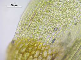 Attēlu rezultāti vaicājumam “Dicranum viride”