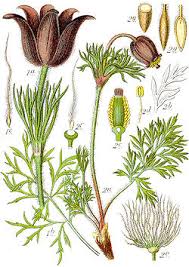 Attēlu rezultāti vaicājumam “Pulsatilla pratensis flower”