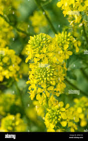 Attēlu rezultāti vaicājumam “Sinapis alba flower”