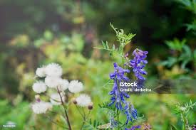 Attēlu rezultāti vaicājumam “Melilotus officinalis flower”