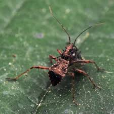 Attēlu rezultāti vaicājumam “Himacerus apterus”