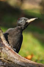 Attēlu rezultāti vaicājumam “Dryocopus martius”