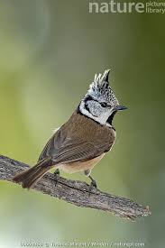 Attēlu rezultāti vaicājumam “Lophophanes cristatus adult”
