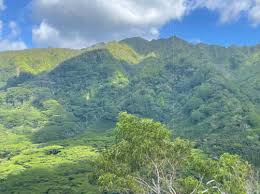 Attēlu rezultāti vaicājumam “Sacchiphantes abietis exuvia”