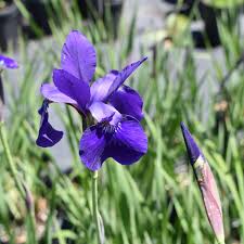 Attēlu rezultāti vaicājumam “Iris sibirica”
