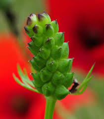 Attēlu rezultāti vaicājumam “Rhynchostegiella tenella macro”