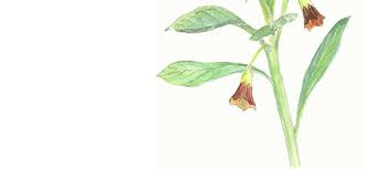 Attēlu rezultāti vaicājumam “Scopolia carniolica flower”