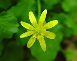 Attēlu rezultāti vaicājumam “Ficaria verna flower”