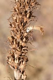 Attēlu rezultāti vaicājumam “Orobanche elatior bud”