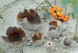 Attēlu rezultāti vaicājumam “Peziza ammophila”