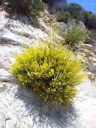 Image result for Cytisus scoparius