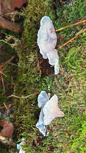 Attēlu rezultāti vaicājumam “Postia leucomallella”