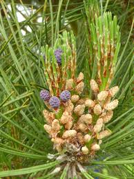 Attēlu rezultāti vaicājumam “Pinus sylvestris fruit”