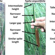 Attēlu rezultāti vaicājumam “Typha latifolia leaf”