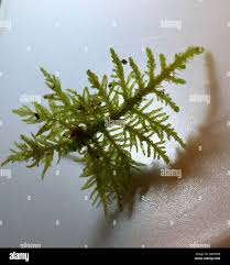 Attēlu rezultāti vaicājumam “Thuidium recognitum”