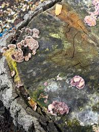 Attēlu rezultāti vaicājumam “Didymium tussilaginis spores”