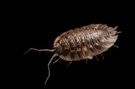 Attēlu rezultāti vaicājumam “Oniscus asellus”